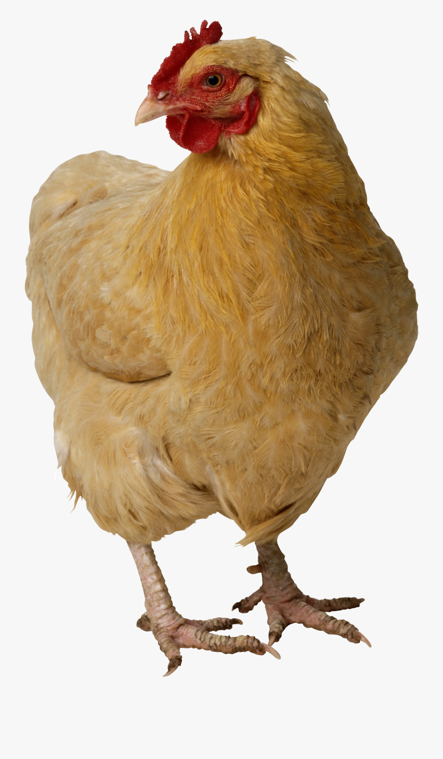 Chicken Head Png - Chicken Png, Transparent Clipart