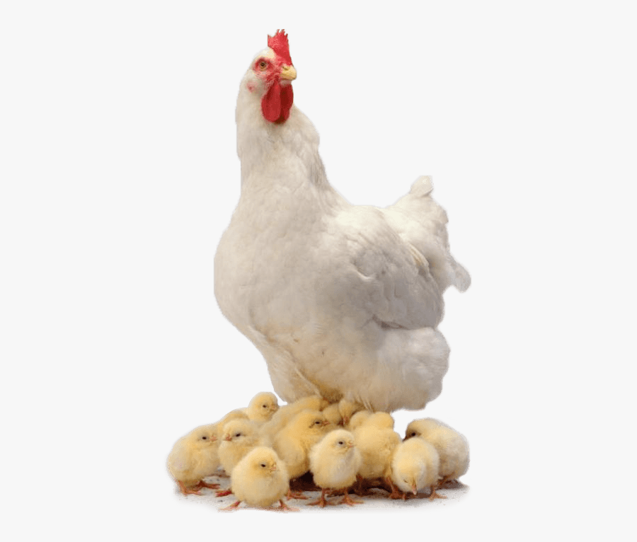 Chickens Png, Transparent Clipart