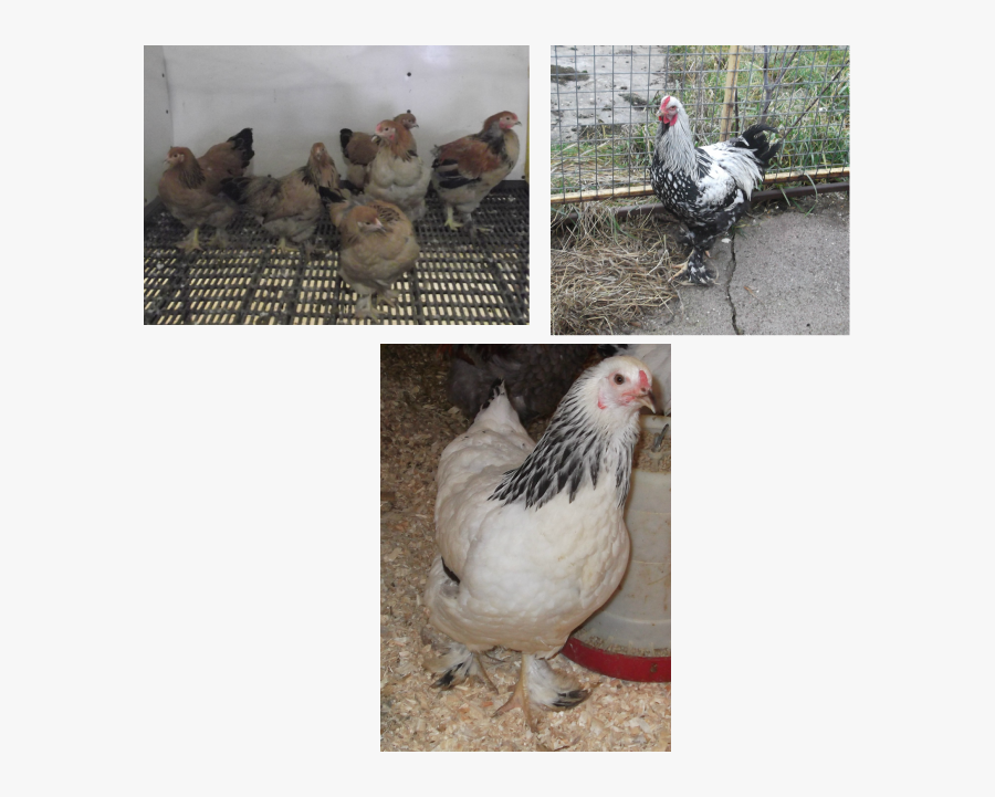 Clip Art Dual Purpose Chickens Dc - Rooster, Transparent Clipart