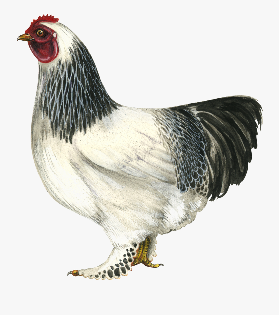 Hen Png Hd - Brahma Chicken Png, Transparent Clipart