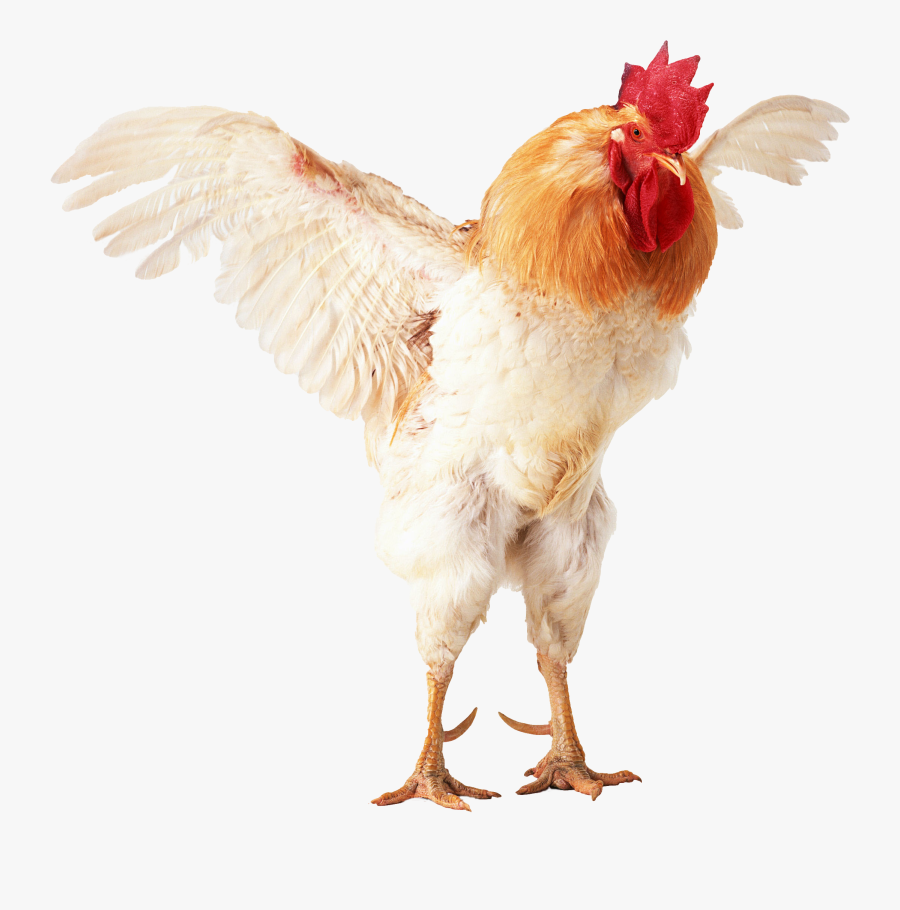 Clip Art Japanese Chicken Rooster Common - 雞 張 開 翅膀, Transparent Clipart