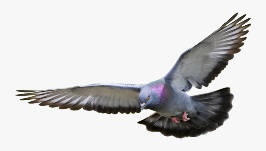 Pigeon Png Hd - Pigeon Png, Transparent Clipart