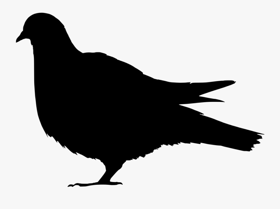 Domestic Pigeon Columbidae Silhouette Clip Art - Silhouette Of A Pigeon, Transparent Clipart