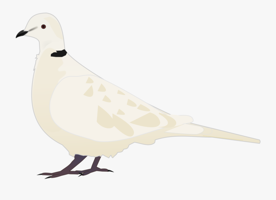 Bird - Tourterelle Clipart, Transparent Clipart