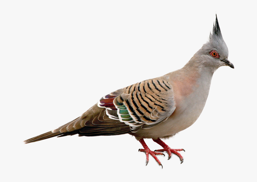 Masked Birds Crested Color - Pigeons And Doves, Transparent Clipart