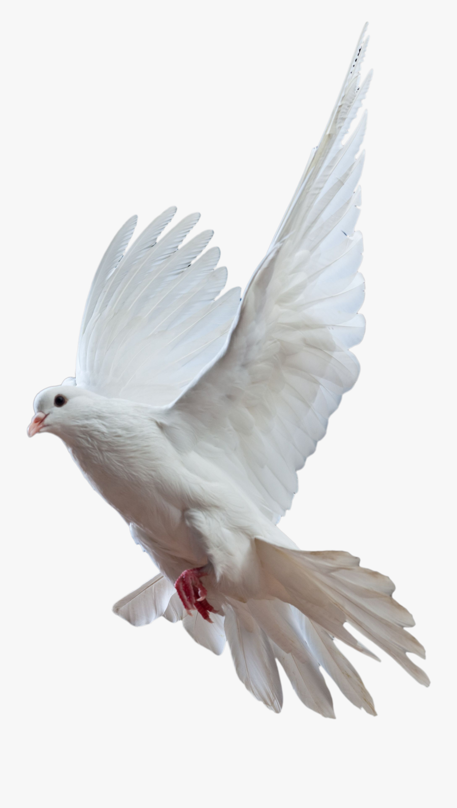 Pigeon Png - Kadutar Png, Transparent Clipart