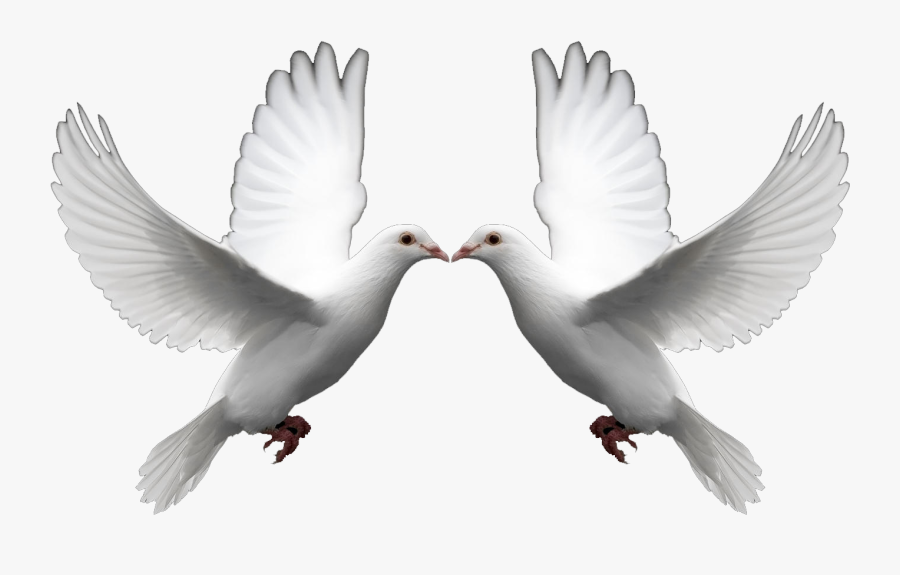 Merpati, Transparent Clipart