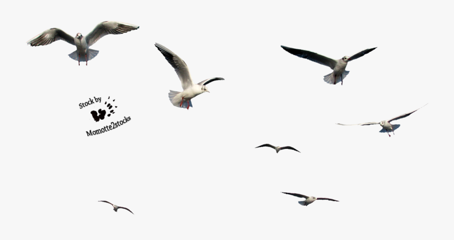 Flying Bird Gif Transparent - Bird Flying Gif Png, Transparent Clipart