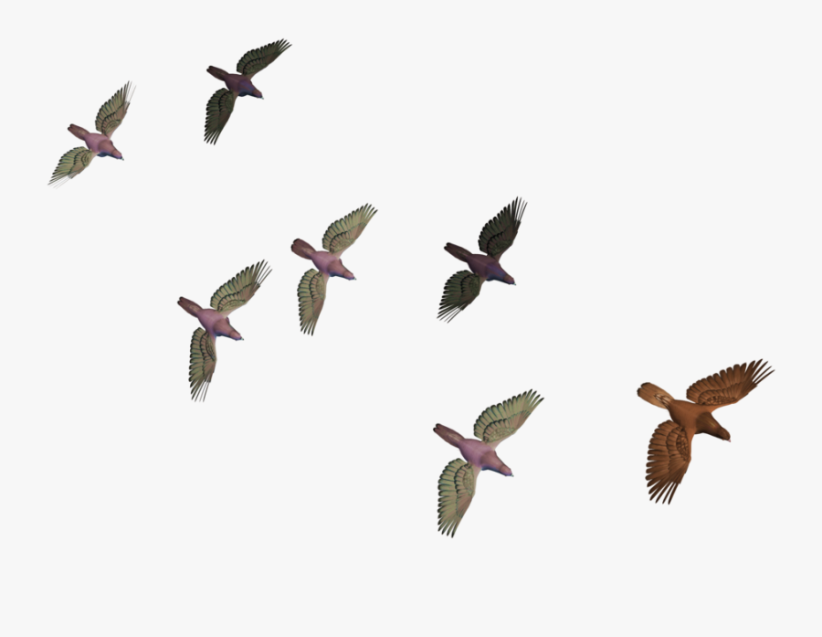 Transparent Crows Clipart - Flying Birds Png Hd, Transparent Clipart