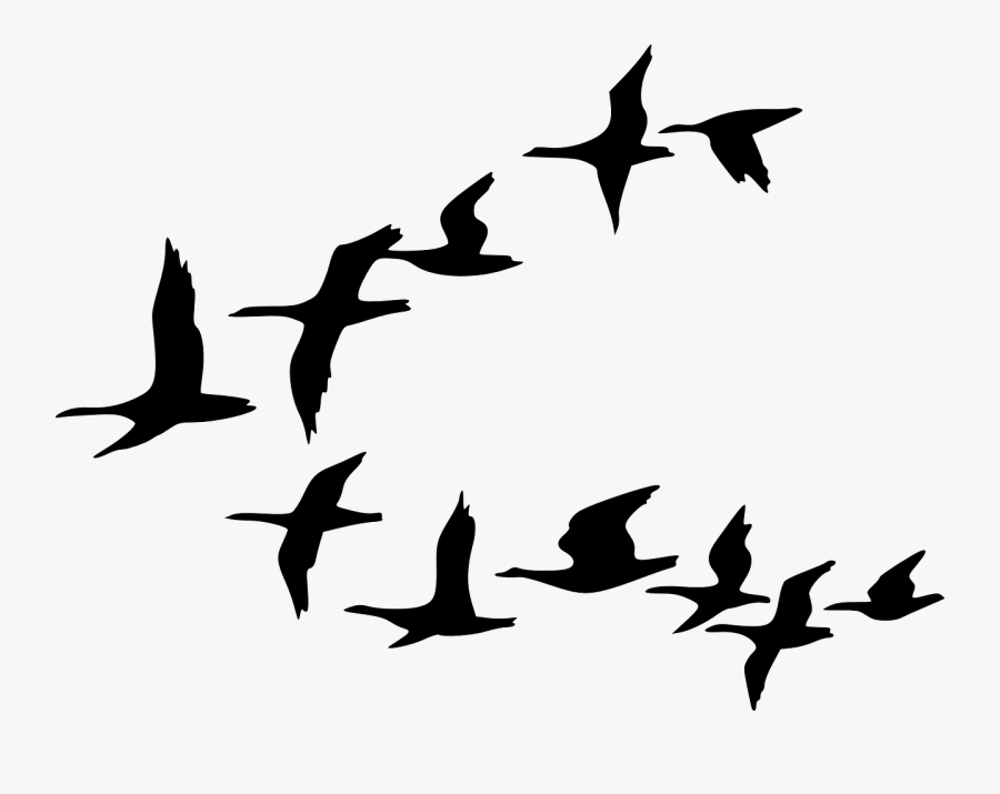 Flying Bird Drawing - Flock Of Birds Clipart, Transparent Clipart