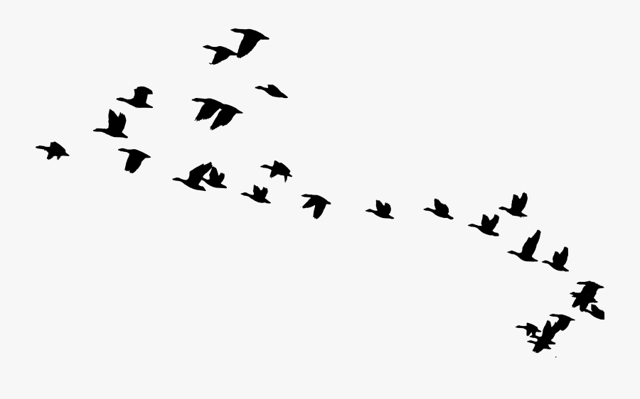 Transparent Flying Bird Clipart - Avian Influenza In Wild Birds, Transparent Clipart