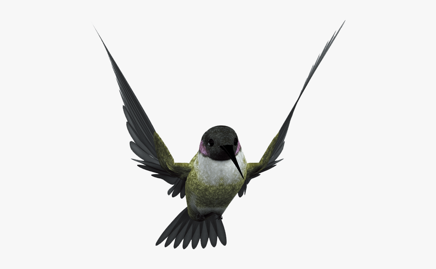 Hummingbird Flight Beak - Beak, Transparent Clipart