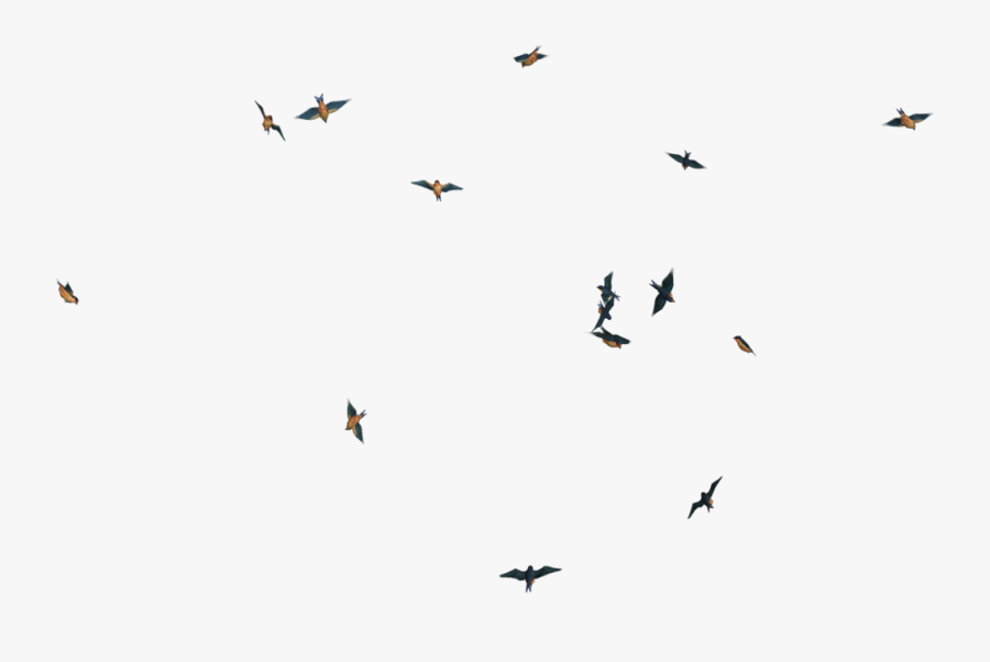 Birds Flying Png Gif, Transparent Clipart