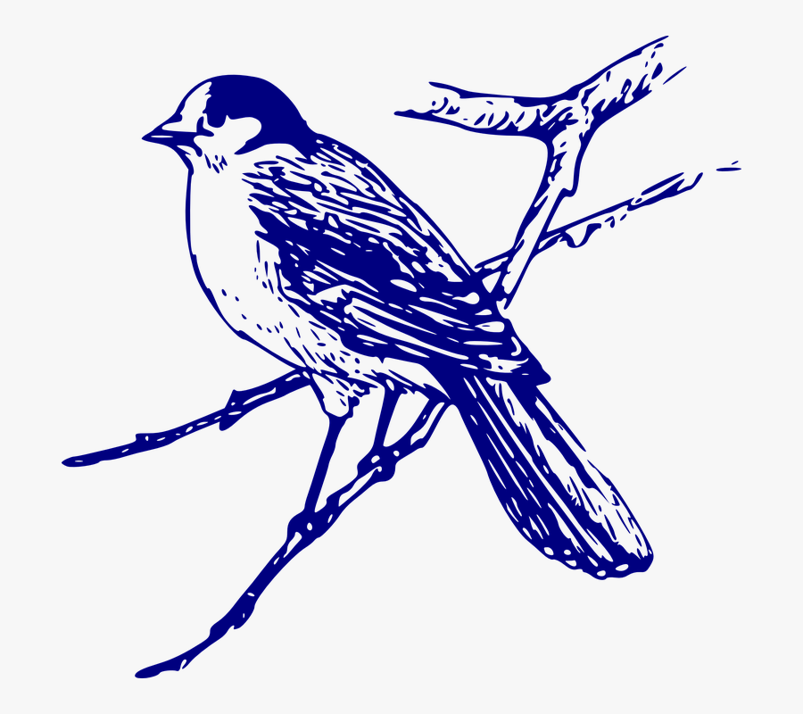 Canada Jay, Blue, Bird, Branch, Sitting, Perched, Avian - Transparent Background Bluebird Clipart, Transparent Clipart