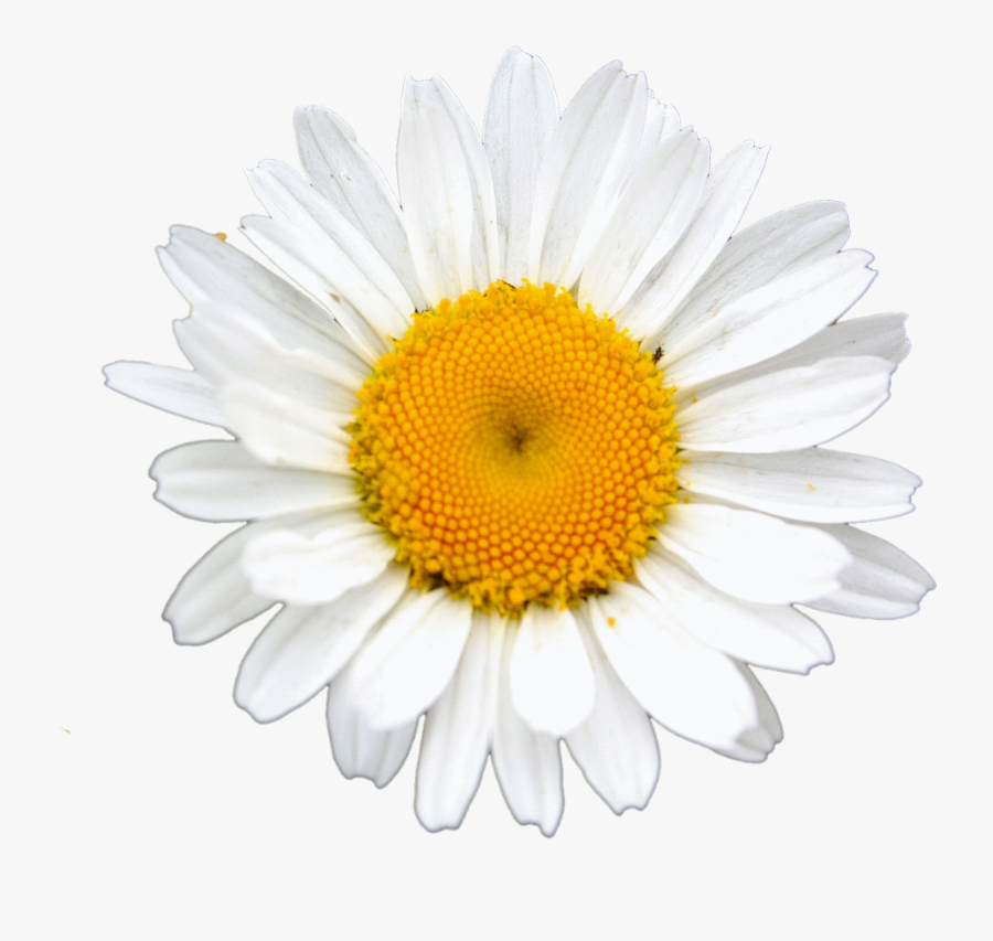 Daisy Clipart Landscape - Flower, Transparent Clipart