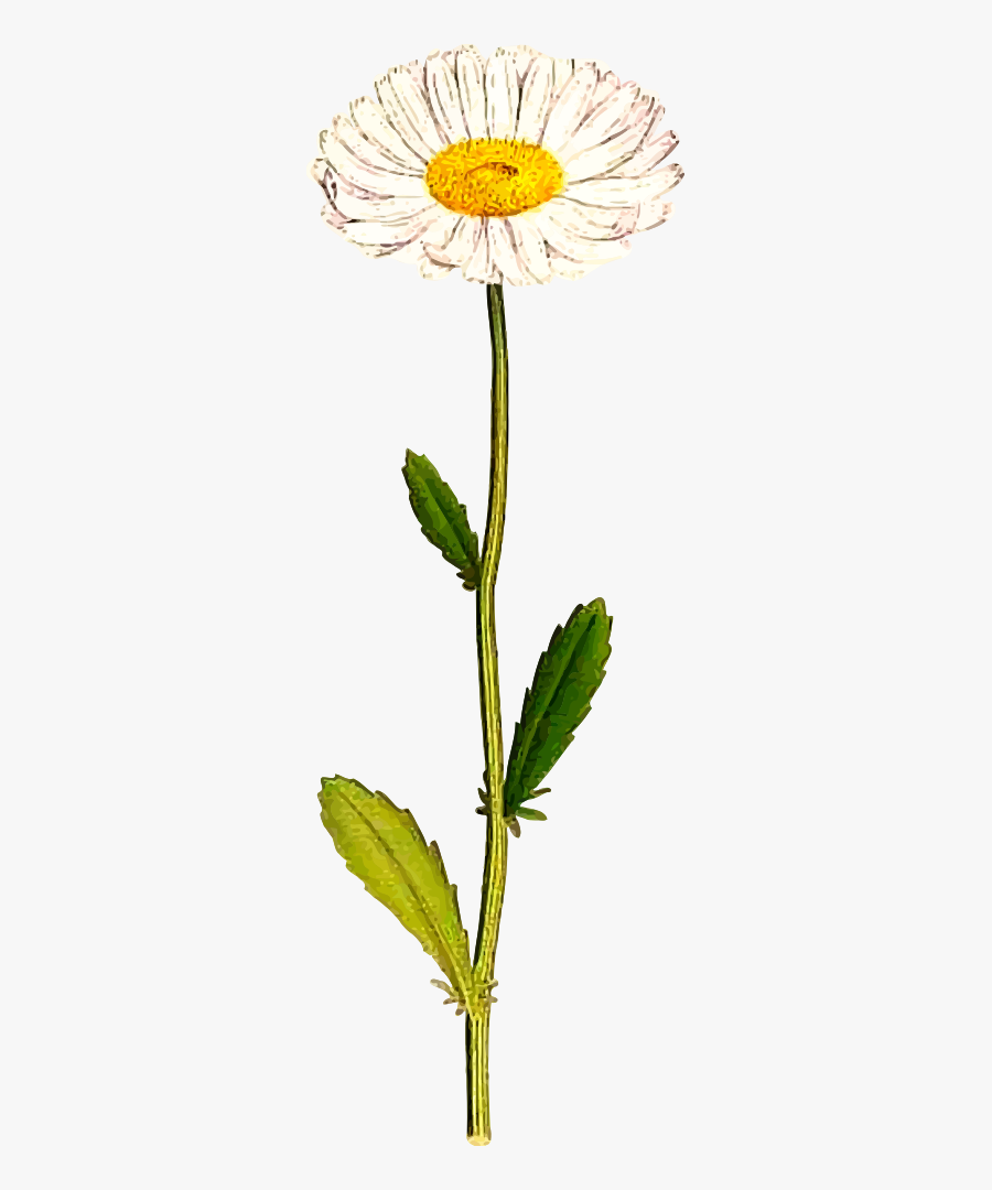 Oxeye Daisy - Crizantema Si Tufanica, Transparent Clipart