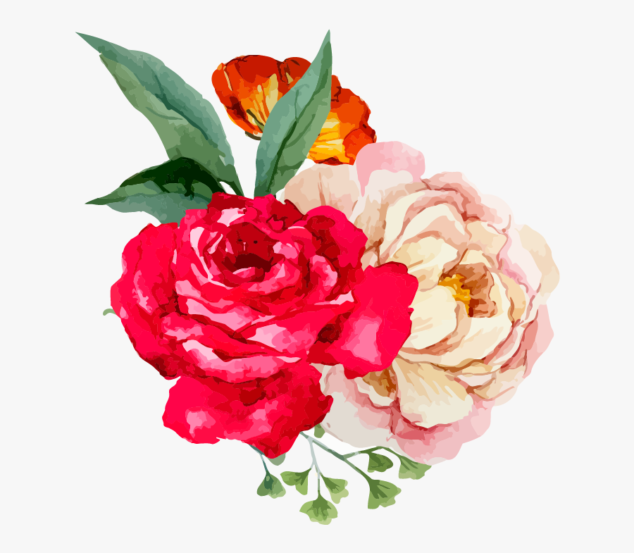Garden Roses, Transparent Clipart