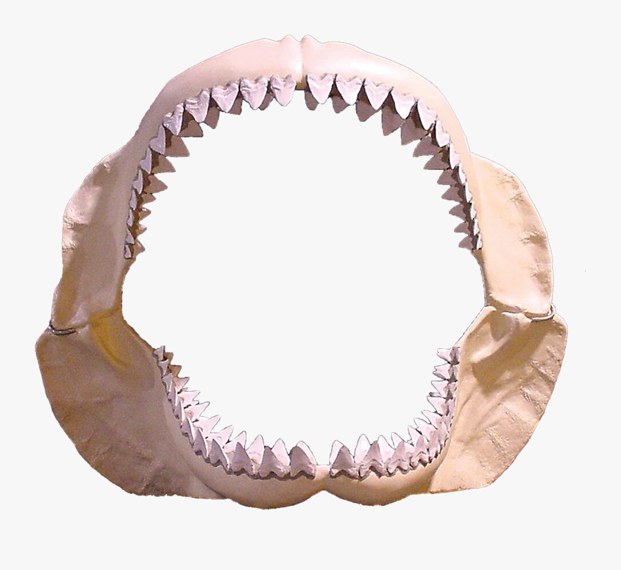 Jaws Png Transparent Images - Megalodon Jaw Transparent Background, Transparent Clipart
