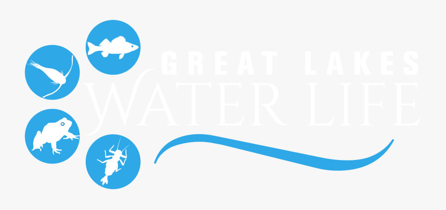 Go To Great Lakes Water Life Home Page, Transparent Clipart