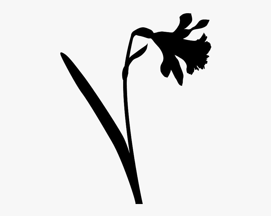Narzisse Silhouette, Transparent Clipart