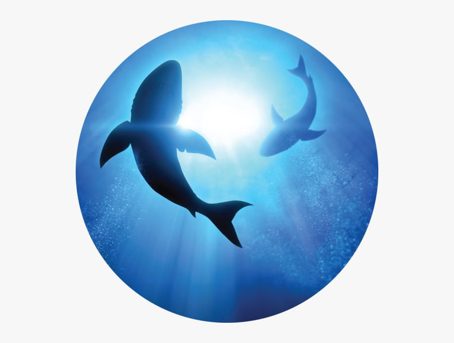 Shark Awareness Day 2019, Transparent Clipart