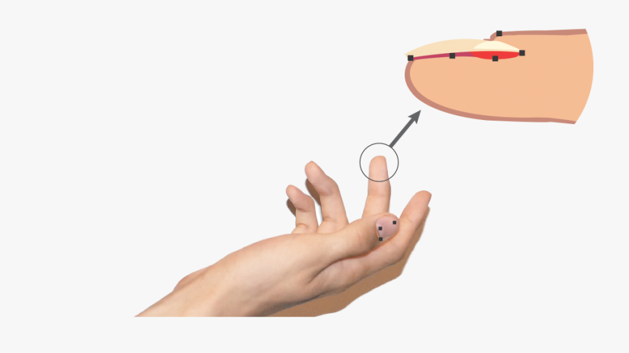 Integumentary System Nails Transparent, Transparent Clipart