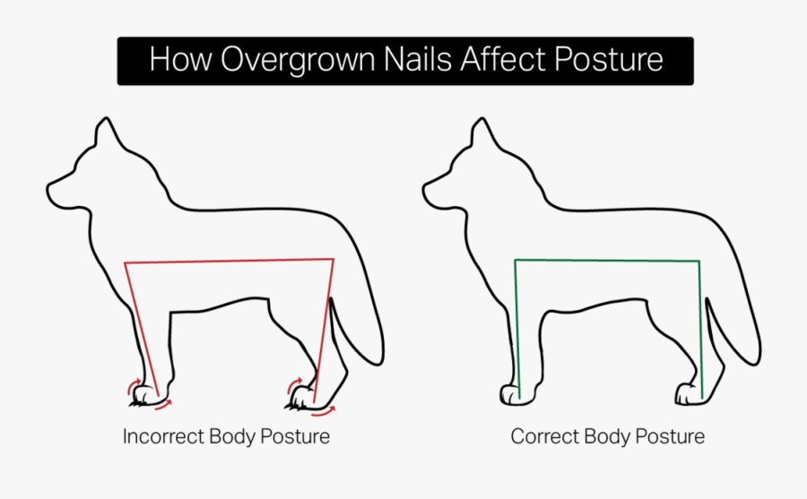 Overgrown Nails Affect Dog Posture - Labrador Husky, Transparent Clipart