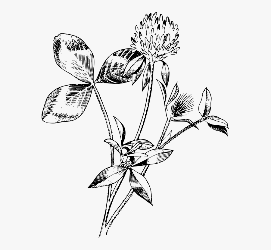 Collection Of Free Clover Drawing Line Download On - Drawings Of Red Clover, Transparent Clipart
