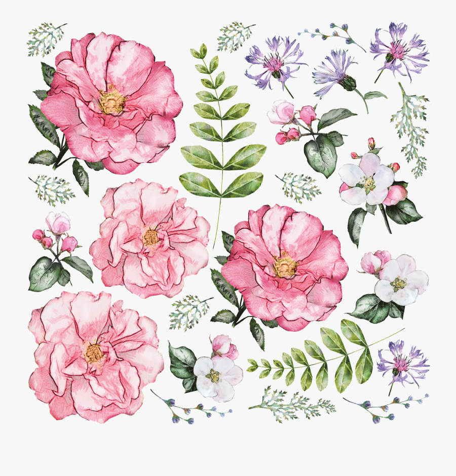 Rosa Gallica, Transparent Clipart
