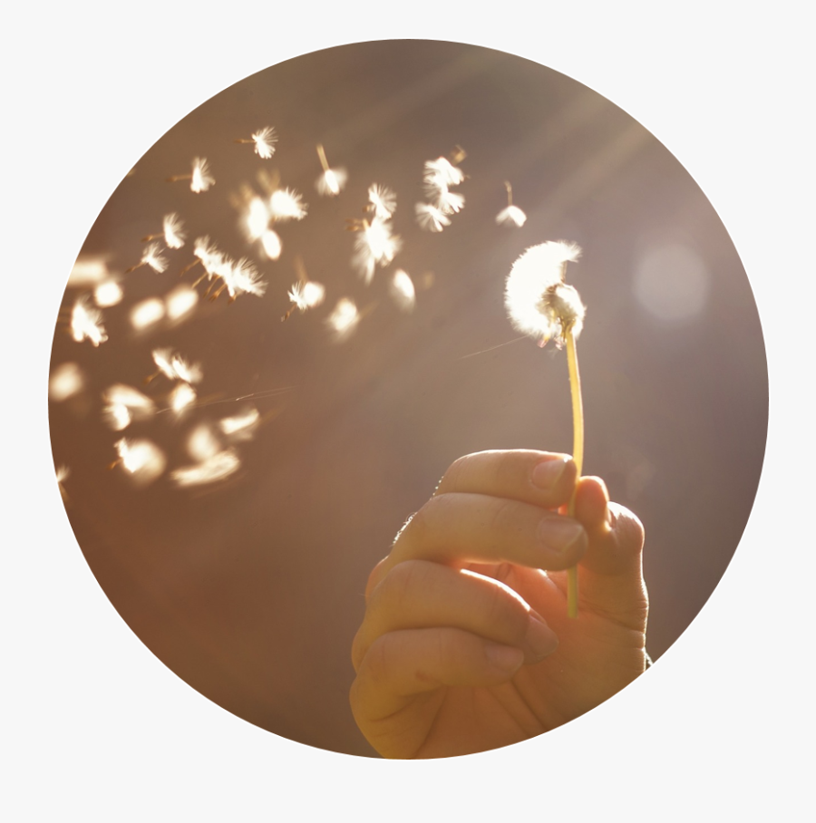 Dandelion Seed Head - 手 陽光, Transparent Clipart