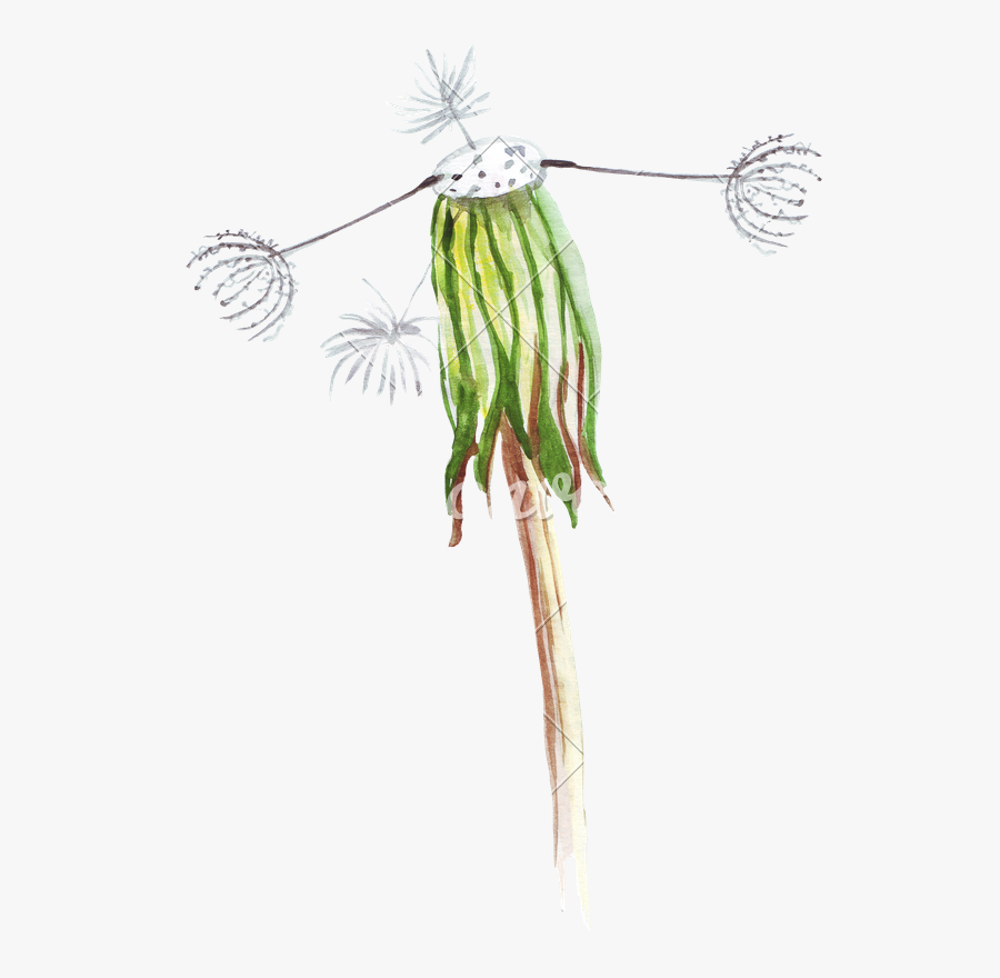 Hand Drawing Of Watercolor Pencil Wilted Dandelion - Drawing, Transparent Clipart