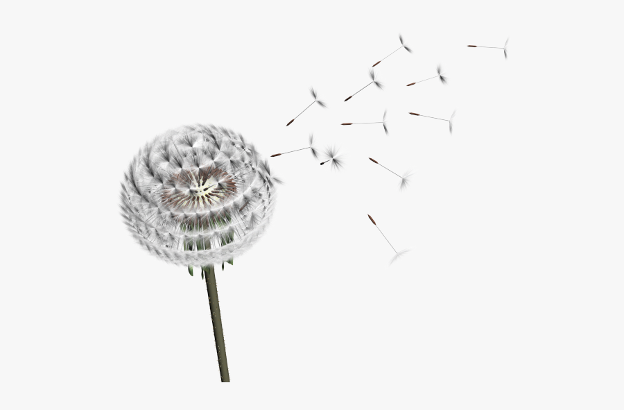 Sketch, Transparent Clipart