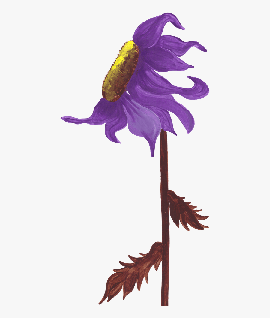 Purple Sunflower Studio - Illustration, Transparent Clipart
