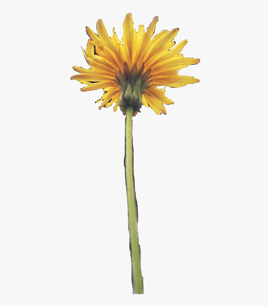 Dandelion Flower Aesthetic Yellow Spring - Sunflower, Transparent Clipart
