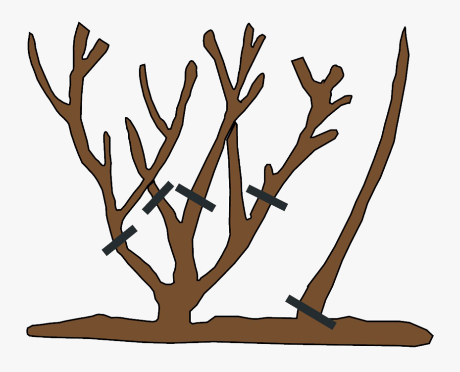 How To Prune Rsoes, Transparent Clipart