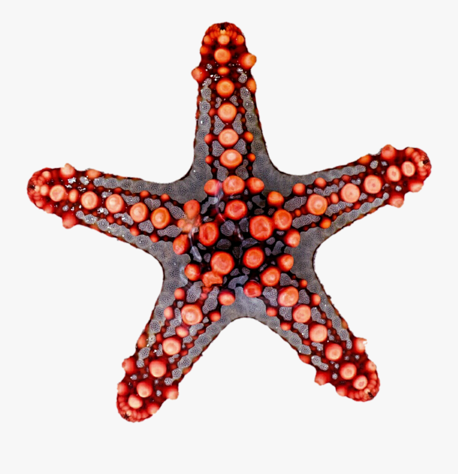 Environment Symmetry In Nature, Transparent Clipart