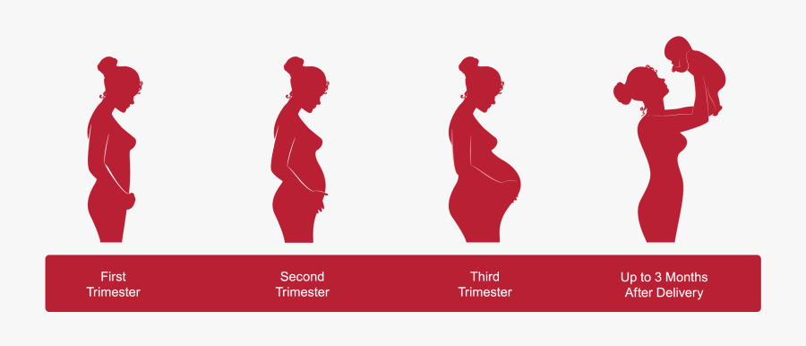 Trimesters Of Pregnancy Uk, Transparent Clipart