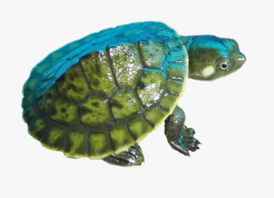 Small Turtle Png - Red Eared Slider, Transparent Clipart