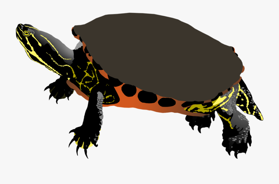Clipart Turtle Spotted Turtle - Free Painted Turtle Clip Art, Transparent Clipart