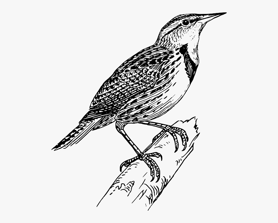 Western Drawing Design - Line Drawing Of Bird, Transparent Clipart