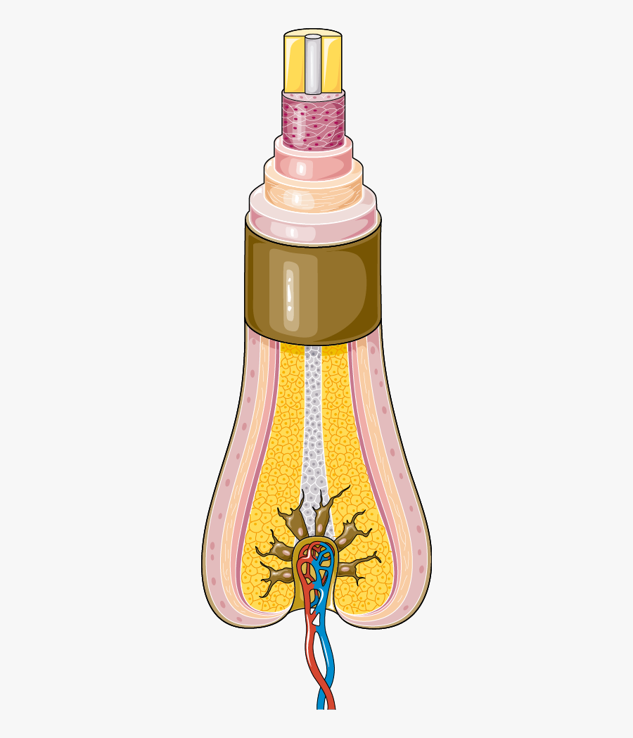 Illustration, Transparent Clipart