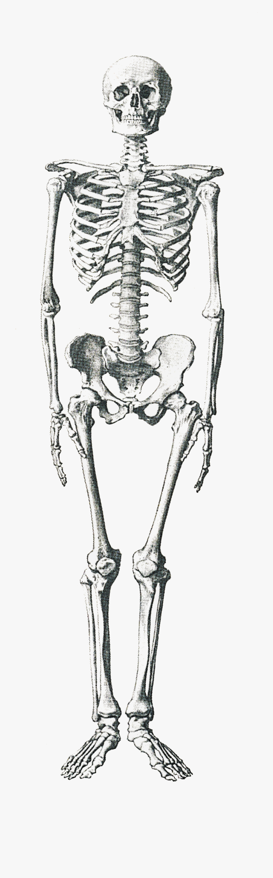 Clipart Skeleton Skeleton Leg - 2 5 Meter Human, Transparent Clipart