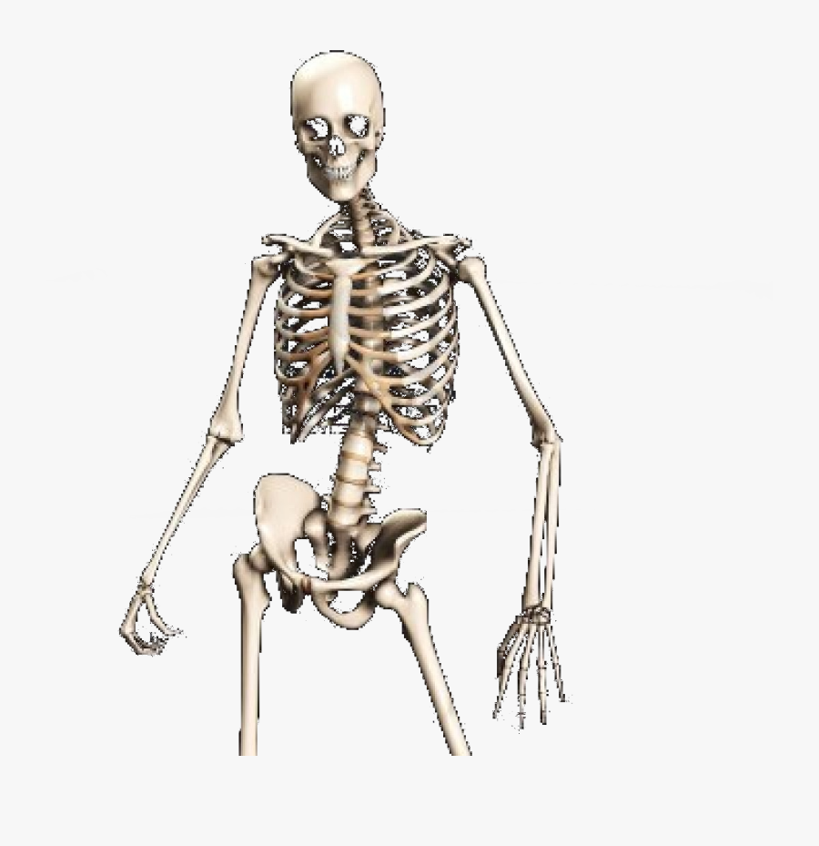 Human Bone Png - Human Bones Background Png, Transparent Clipart