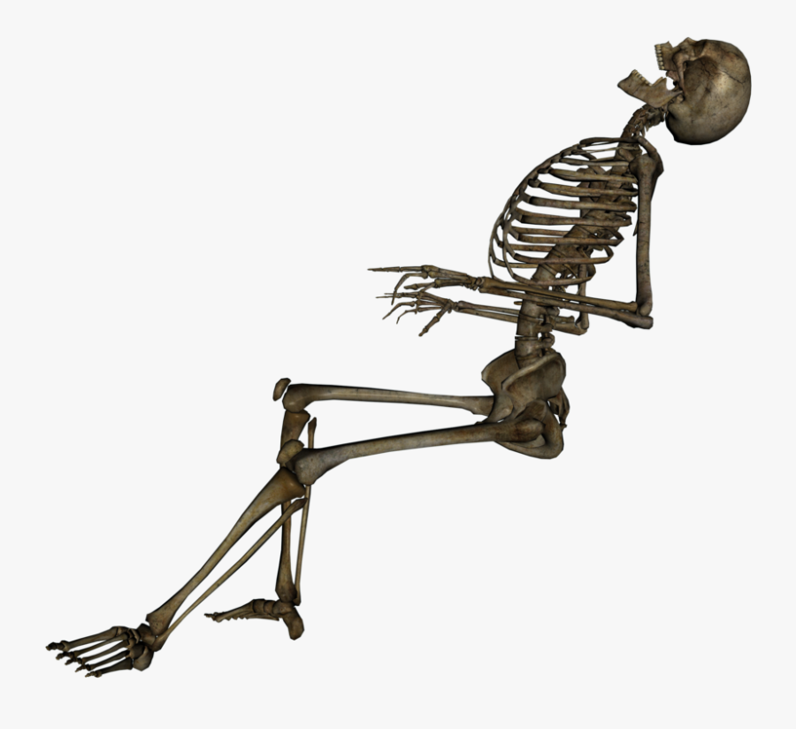 Transparent Human Bones Clipart - Skeleton Png, Transparent Clipart