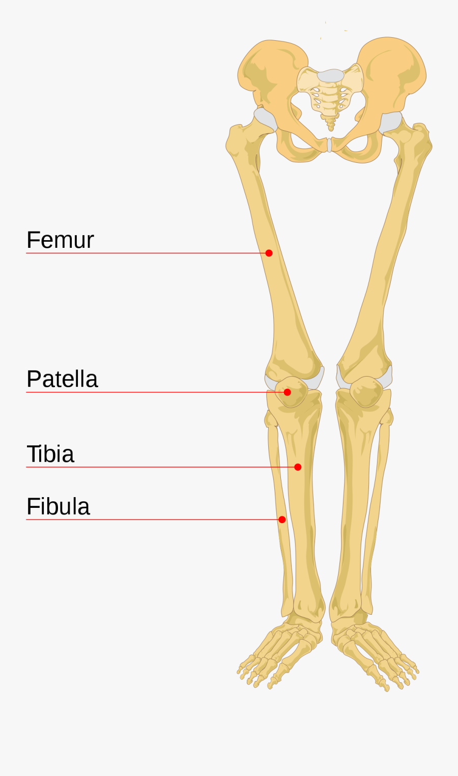 Leg Bone Wikipedia Lower Leg Bones Diagram Legs Bones - Human Skeleton, Transparent Clipart