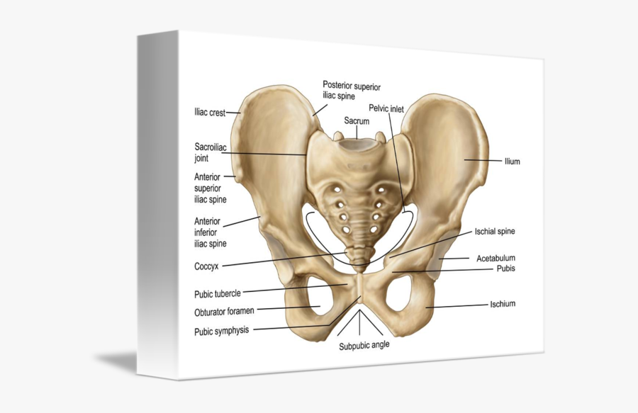 Clip Art Anatomy Human By Stocktrek - Pelvic Bone Anatomy, Transparent Clipart