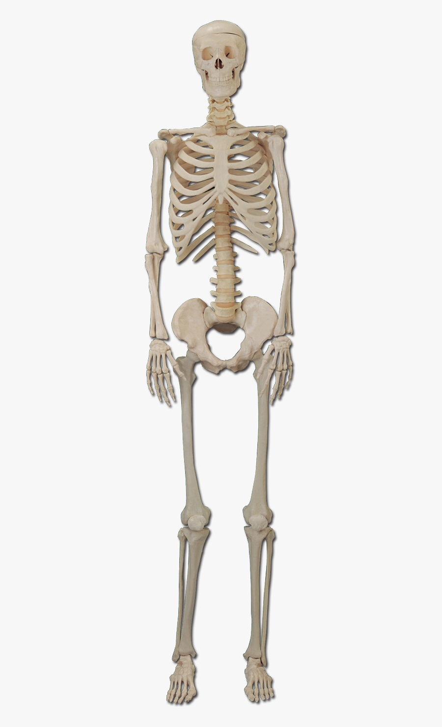 Human Bone Png - Human Rib, Transparent Clipart