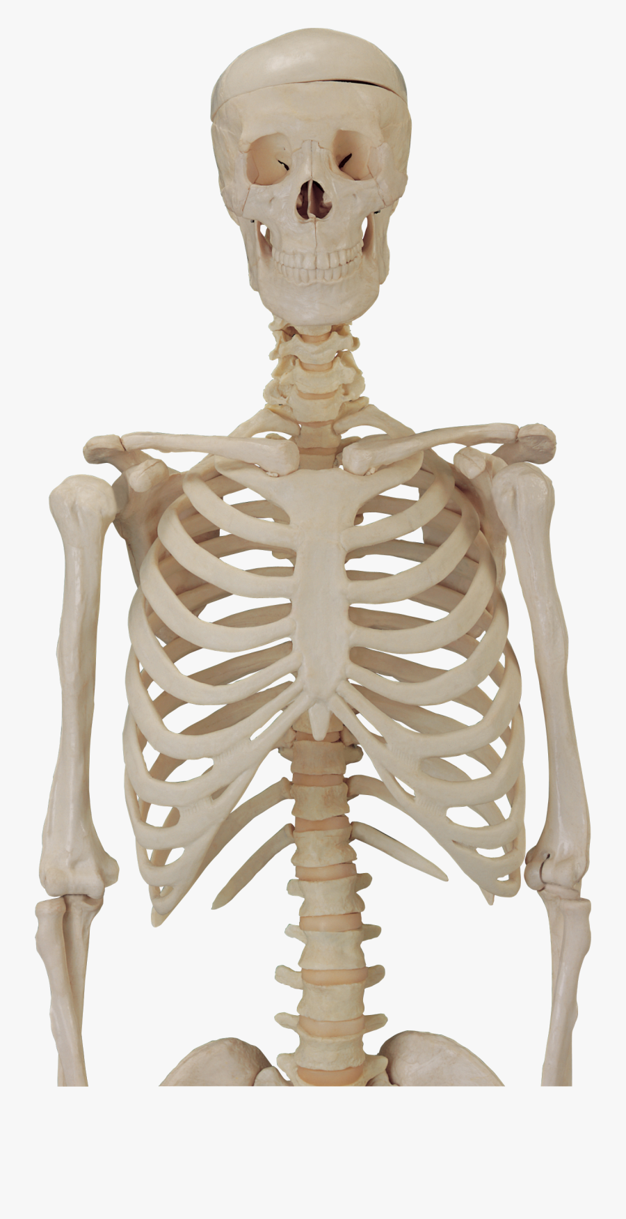 Skeleton Png Image - Skeleton Body Transparent Background, Transparent Clipart
