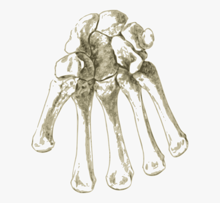 Shoulder,art,organ - Radius And Ulna, Transparent Clipart