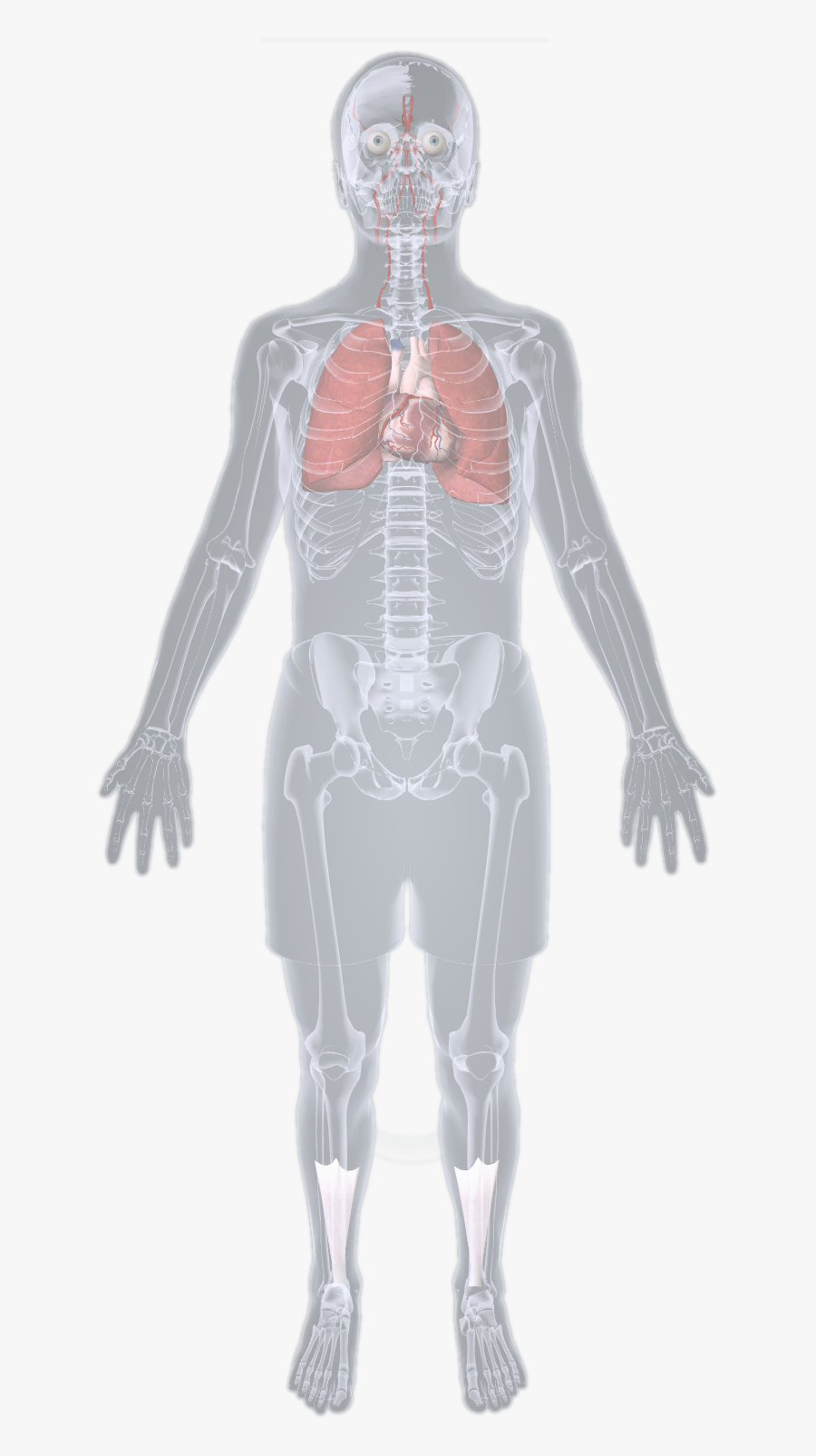 Transparent Human Skeleton Png - Skeleton, Transparent Clipart